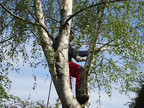 Trusted Pierce City, MO Tree Services Experts